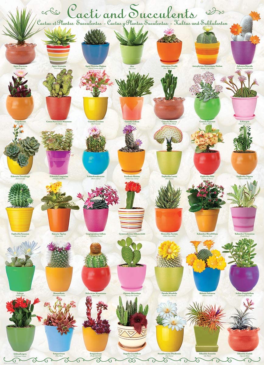 Cacti & Succulents PUZ – 1000 Piece Jigsaw Puzzle (Eurographics)