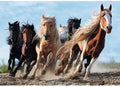 Galopping Horses – 1000 Piece Jigsaw Puzzle (Trefl)