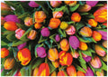 Tulips – 1000 Piece Jigsaw Puzzle (Piatnik)