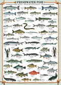 Freshwater Fish – 1000 Piece Jigsaw Puzzle (Eurographics)