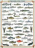 Freshwater Fish – 1000 Piece Jigsaw Puzzle (Eurographics)