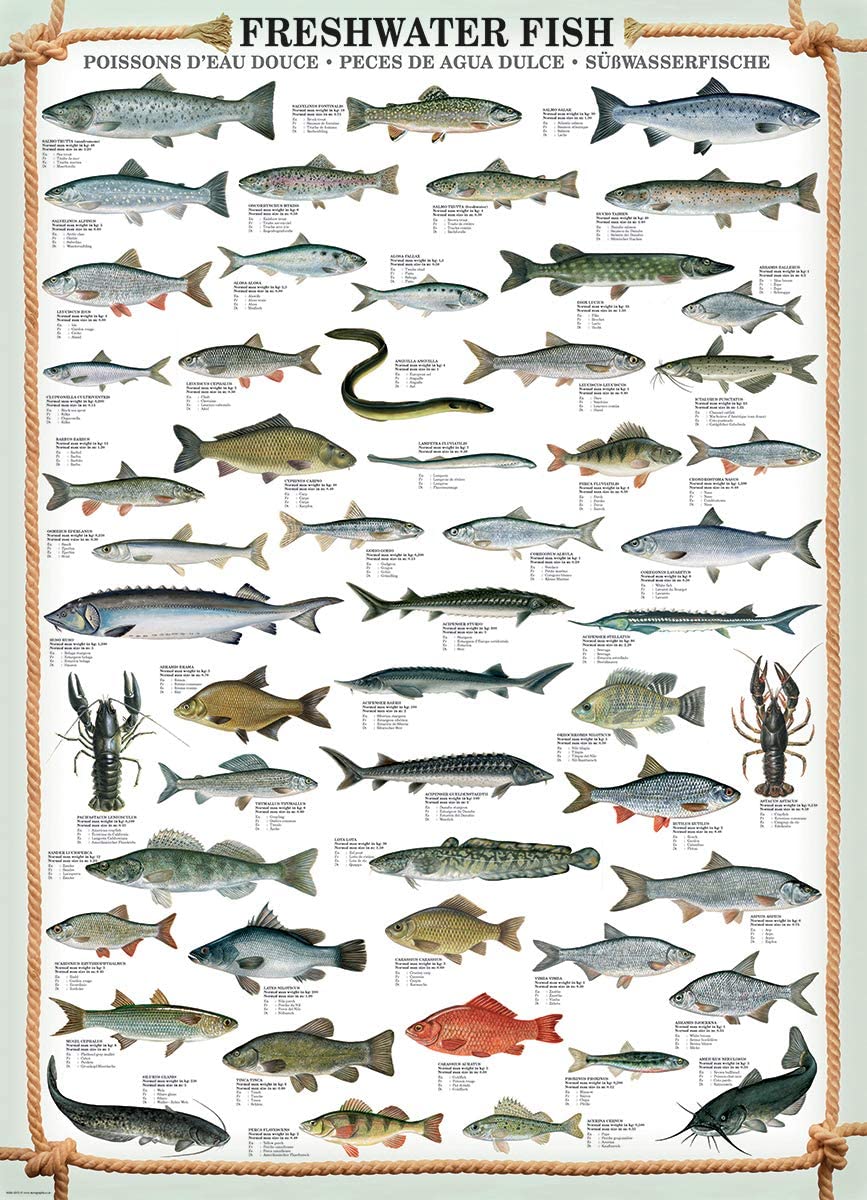 Freshwater Fish – 1000 Piece Jigsaw Puzzle (Eurographics)