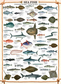 Sea Fish – 1000 Piece Jigsaw Puzzle (Eurographics)