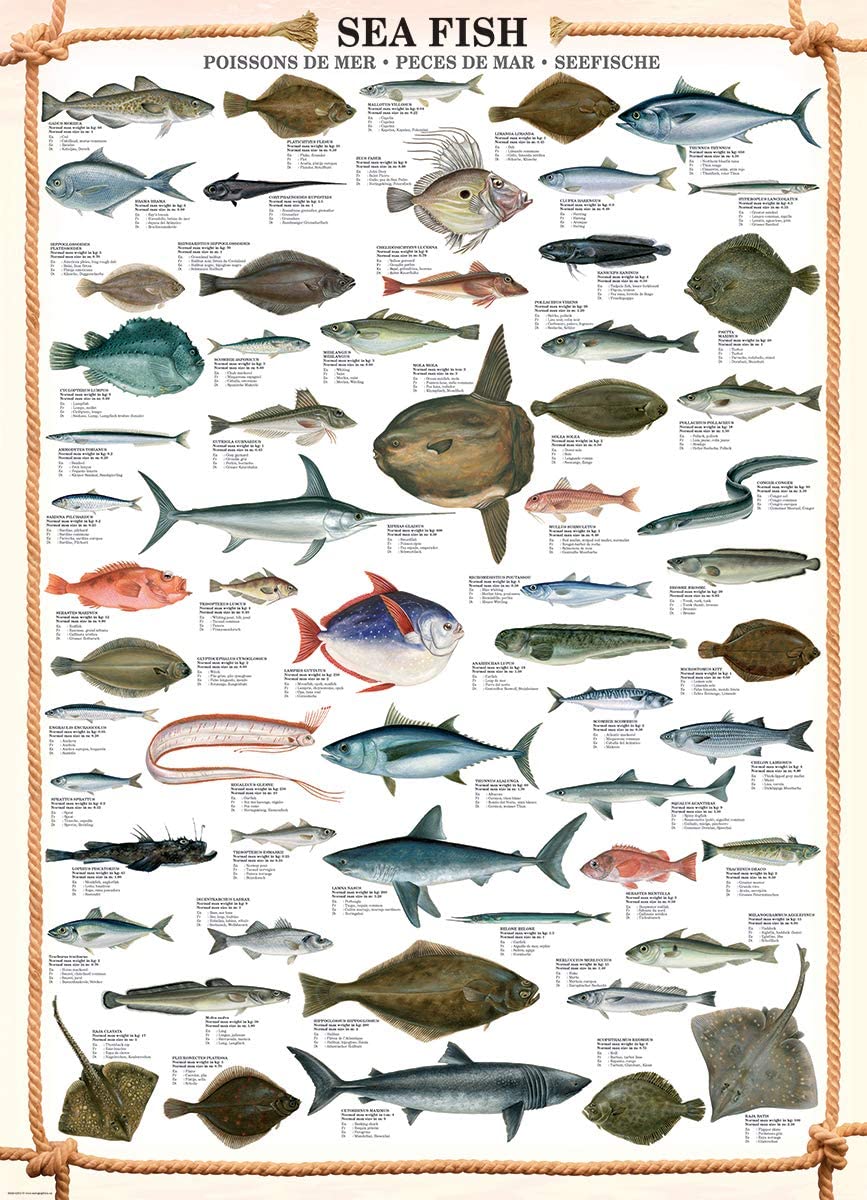 Sea Fish – 1000 Piece Jigsaw Puzzle (Eurographics)