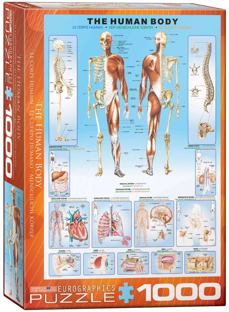 The Human Bod – 1000 Piece Jigsaw Puzzle (Eurographics) - Completed Puzzle