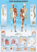 The Human Bod – 1000 Piece Jigsaw Puzzle (Eurographics)
