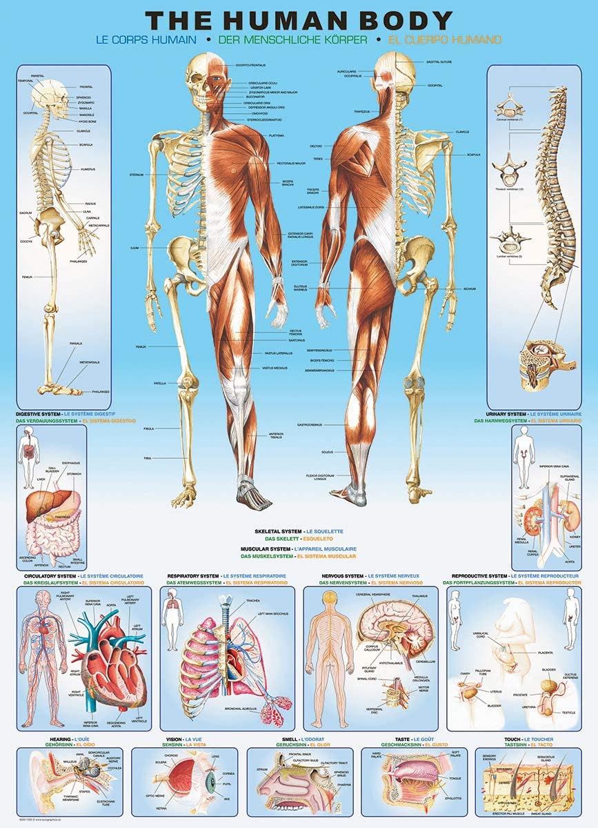 The Human Bod – 1000 Piece Jigsaw Puzzle (Eurographics)