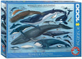 Whales & Dolphins – 1000 Piece Jigsaw Puzzle (Eurographics)