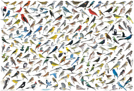 Eurographics - The World of Birds - 2000 Piece Jigsaw Puzzle