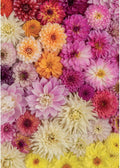 Dahlias – 1000 Piece Jigsaw Puzzle (Piatnik)
