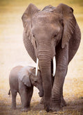 Eurographics - Elephant & Baby - 1000 Piece Jigsaw Puzzle