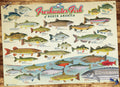 Freshwater Fish of North America – 1000 Piece Jigsaw Puzzle (Cobble Hill)
