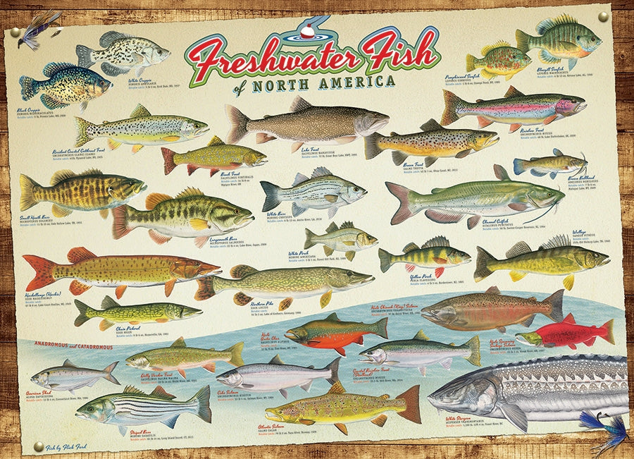 Freshwater Fish of North America – 1000 Piece Jigsaw Puzzle (Cobble Hill)