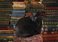 Library Cat – 1000 Piece Jigsaw Puzzle (Cobble Hill)