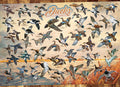 Ducks of North America – 1000 Piece Jigsaw Puzzle (Cobble Hill)