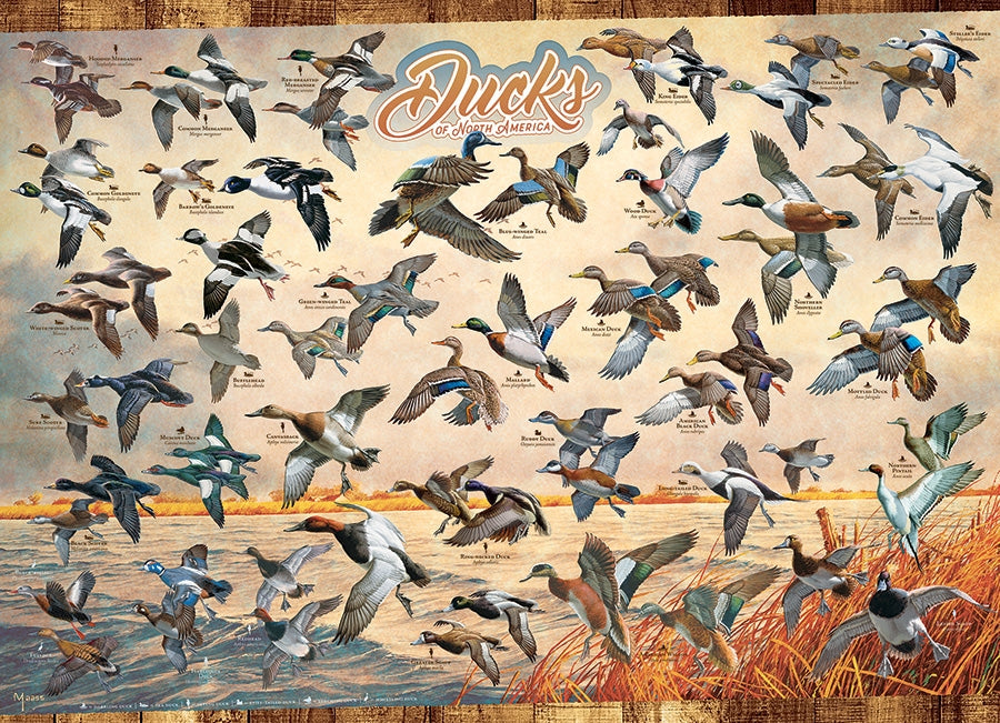 Ducks of North America – 1000 Piece Jigsaw Puzzle (Cobble Hill)