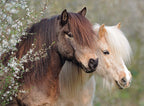 Perfect Ponies – 150 XXL Piece Jigsaw Puzzle (Ravensburger)