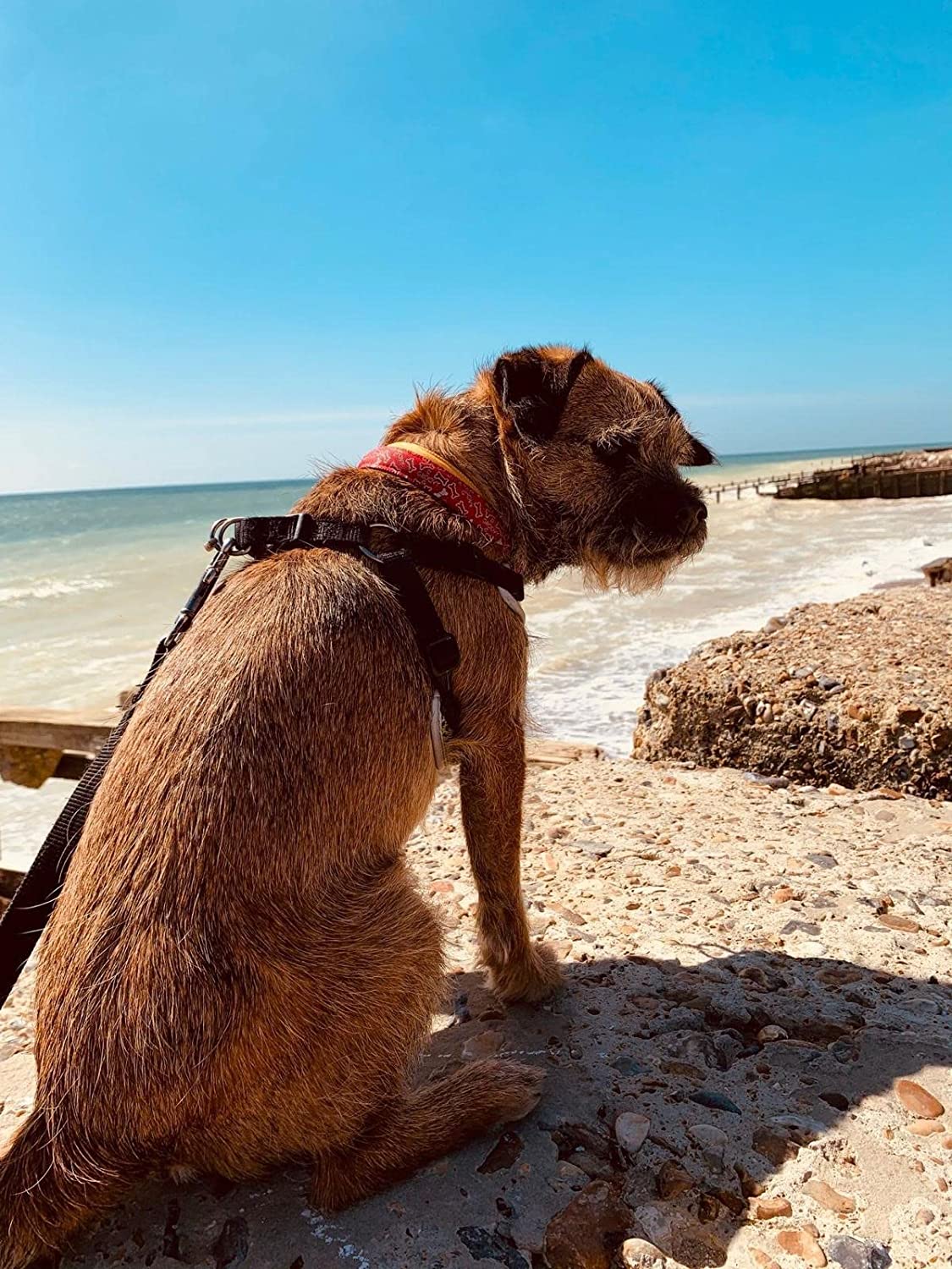 Nibbles with Nora – 1000 Piece Jigsaw Puzzle (Gibsons)