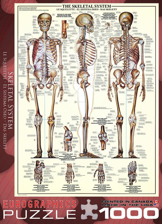 Eurographics - The Skeletal System - 1000 Piece Jigsaw Puzzles