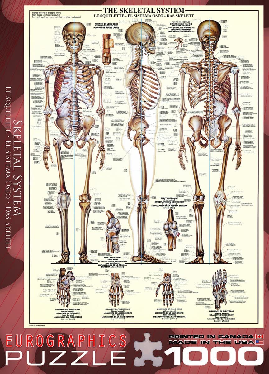 The Skeletal System – 1000 Piece Jigsaw Puzzle (Eurographics)