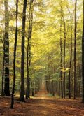 Forest Path – 1000 Piece Jigsaw Puzzle (Eurographics)