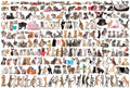 The World of Cats – 2000 Piece Jigsaw Puzzle (Eurographics)