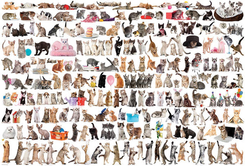 The World of Cats – 2000 Piece Jigsaw Puzzle (Eurographics)