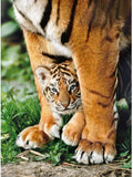 Bengal Tiger Cub between Its mother's legs – 500 Piece Jigsaw Puzzle (Clementoni)