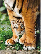 Bengal Tiger Cub between Its mother's legs – 500 Piece Jigsaw Puzzle (Clementoni)
