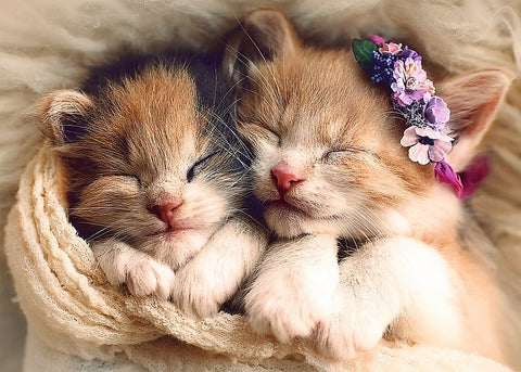 Sleeping Kittens – 500 Piece Jigsaw Puzzle (Trefl)