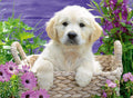 Sweet Golden Retriever – 500 Piece Jigsaw Puzzle (Ravensburger)