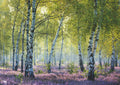 Birch Forest – 1000 Piece Jigsaw Puzzle (Ravensburger)