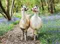 Llama Love – 10 XXL Piece Jigsaw Puzzle (Ravensburger)