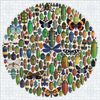 Pomegranate - Exquisite Creatures II: Insect Art by Christopher Marley - 1000 Piece Jigsaw Puzzle