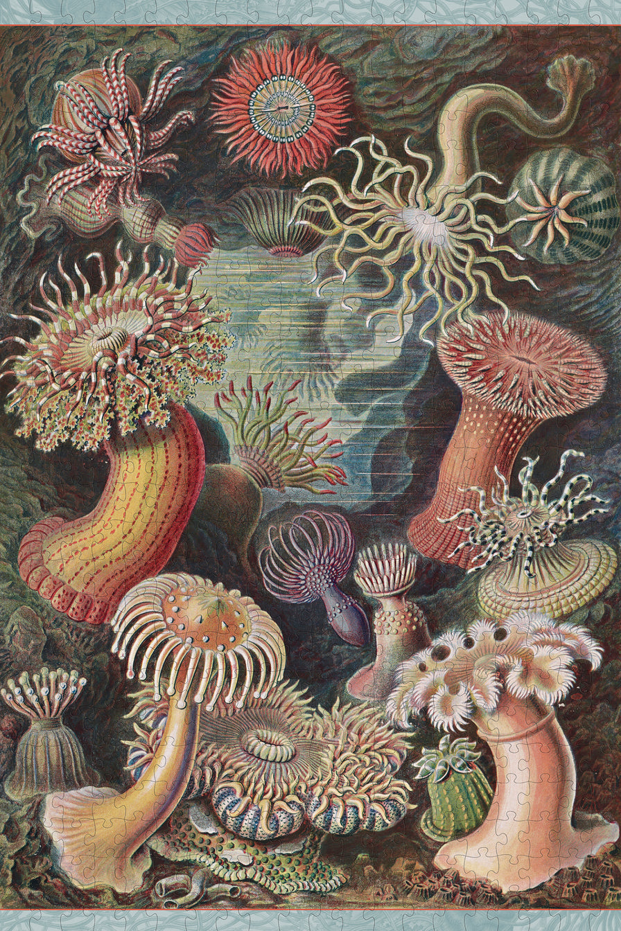 Sea Anemones by Ernst Haeckel – 500 Piece Jigsaw Puzzle (Pomegranate)