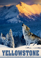 Yellowstone Wolf – 500 Piece Jigsaw Puzzle (Alipson)