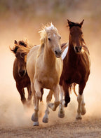 Running Horses – 1000 Piece Jigsaw Puzzle (Clementoni)