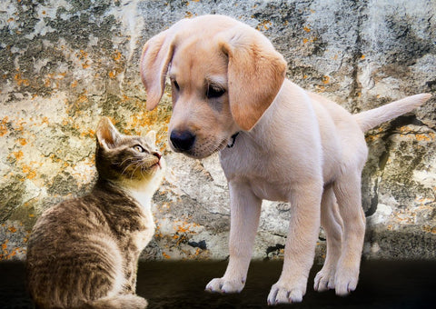 Kitten and Puppy – 500 Piece Jigsaw Puzzle (Bluebird)