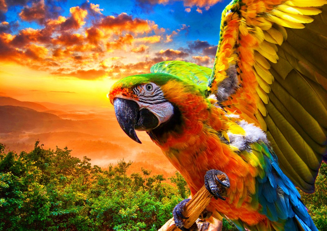 Parrot – 1000 Piece Jigsaw Puzzle (Bluebird Puzzle)