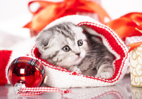 Artwork: Grafika 01051 Christmas Kitten