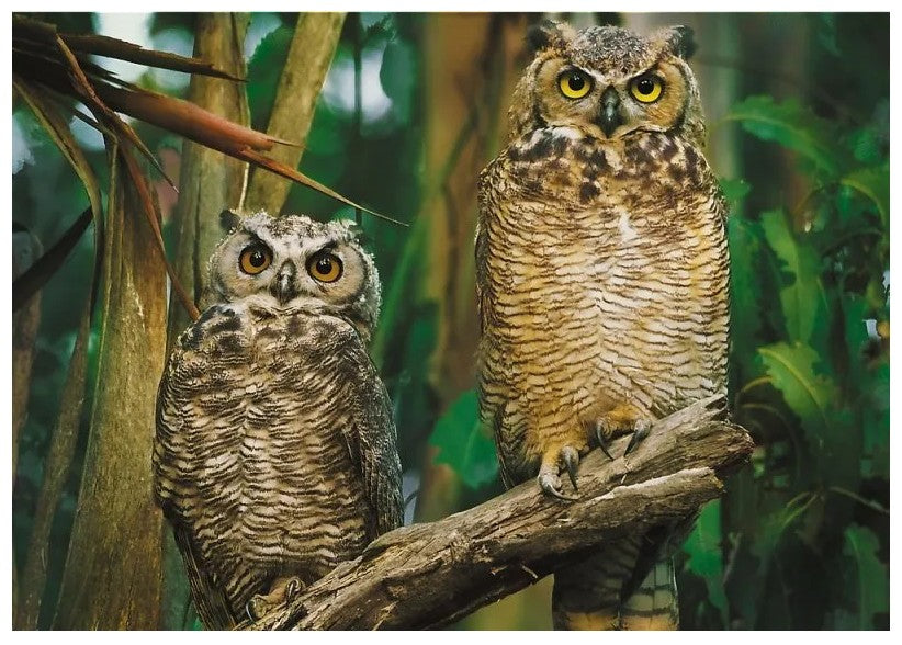 Owls – 1000 Piece Jigsaw Puzzle (Trefl)