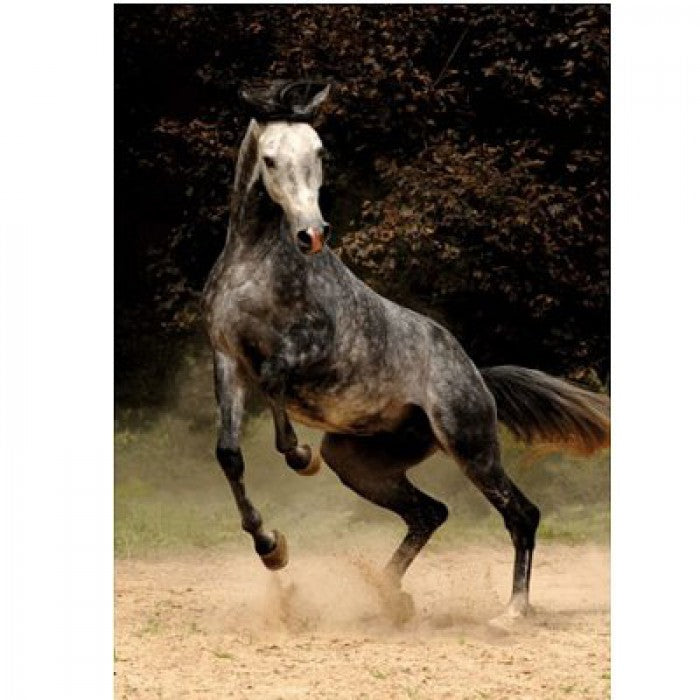 Dtoys - Horses : Spotted Horse - 1000 Piece Jigsaw Puzzle