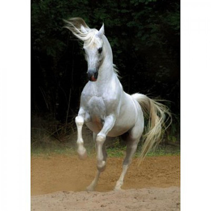 Dtoys - Horses :: White Horse - 1000 Piece Jigsaw Puzzle