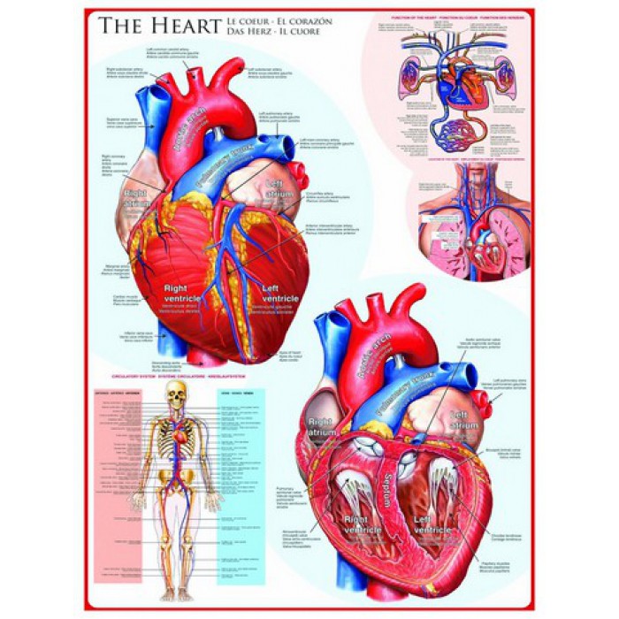 Eurographics - The Heart - 1000 piece jigsaw puzzle – 🧩 Puzzles Galore