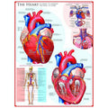The Heart – 1000 Piece Jigsaw Puzzle (Eurographics)
