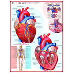 The Heart – 1000 Piece Jigsaw Puzzle (Eurographics)