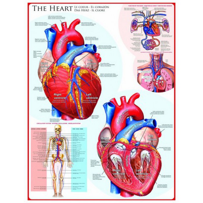 The Heart – 1000 Piece Jigsaw Puzzle (Eurographics)