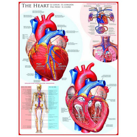The Heart – 1000 Piece Jigsaw Puzzle (Eurographics)