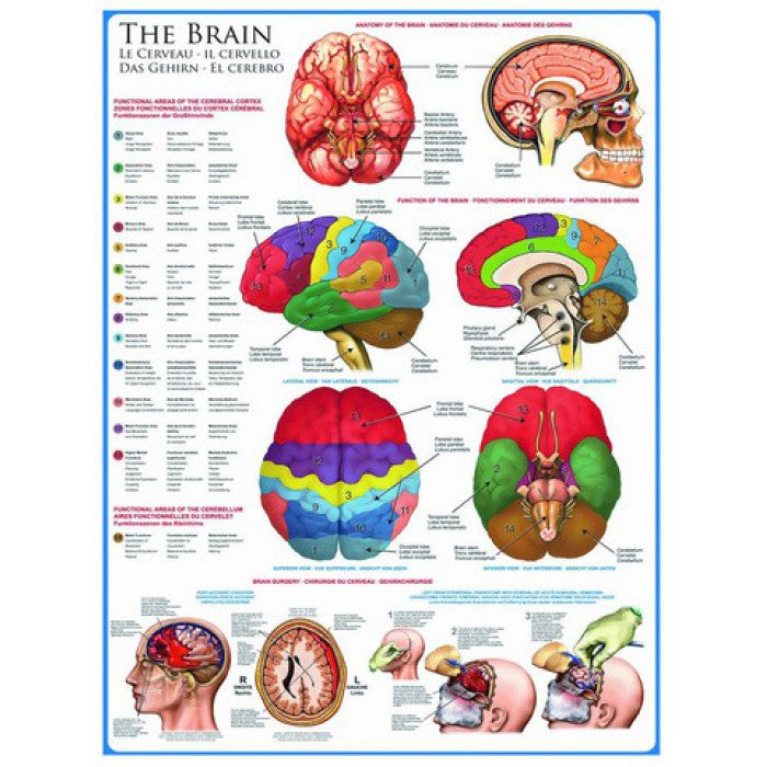 Eurographics - The Brain - 1000 piece jigsaw puzzle