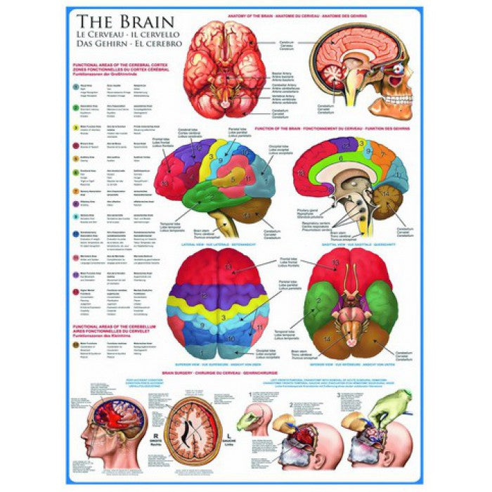 The Brain – 1000 Piece Jigsaw Puzzle (Eurographics)